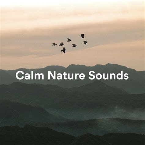 Here's a big collection of Nature Sounds - Rain/Birds/Ocean/RIvers... : r/natureisbeautiful