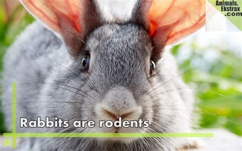 20 Myths About Animals You Probably Believe - Tail and Fur