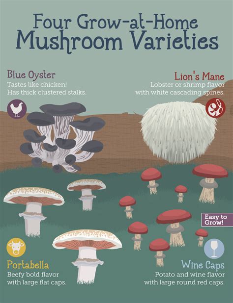 How to grow magic mushrooms at home without spores