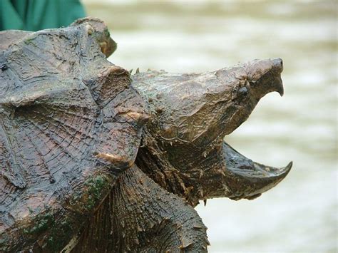 Alligator Snapping Turtle - Image: USFWS/Southeast via Flickr ...