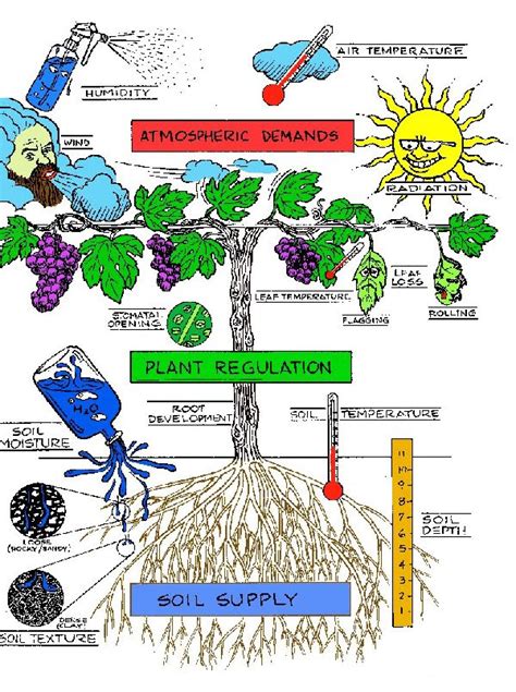 On Earth, Inside Us: Plant Hormones