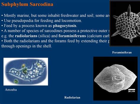 Animal-Like Protista. - ppt download