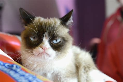 Grumpy Cat | Did You Know These 5 Success Stories Got Their Start at SXSW? | POPSUGAR Celebrity