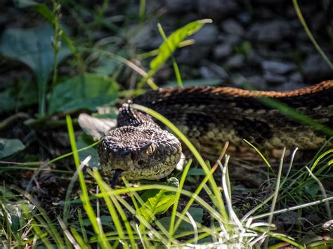 Shenandoah wildlife | Central Florida Photo Ops