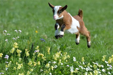 Pin by Darlene Warner on Nature | Baby goat pictures, Cute goats, Baby ...