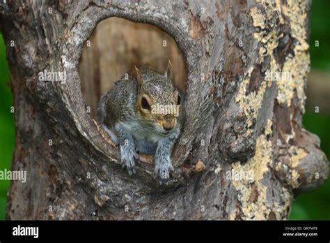 Squirrel Tree Hole High Resolution Stock Photography and Images - Alamy