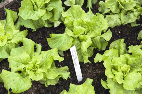 How to Keep Lettuce Growing in the Heat of Summer