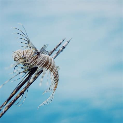 Hunting Lionfish - OceanWide Explorers