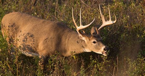 Chronic wasting disease: What to know about 'zombie deer disease'