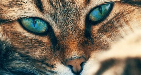 Facts About Your Cat's Eyes - PetlifeSA