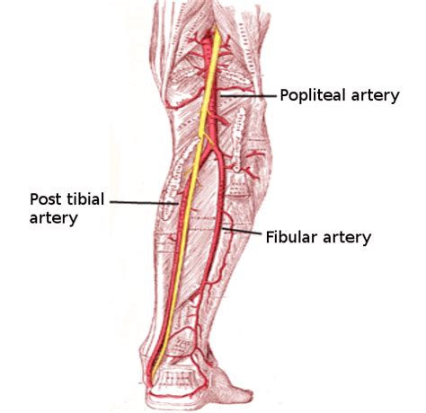 [View 49+] View Posterior Tibial Pulse Vs Dorsalis Pedis Pics PNG