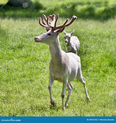 White deer stock photo. Image of odocoileus, habitat - 29551652