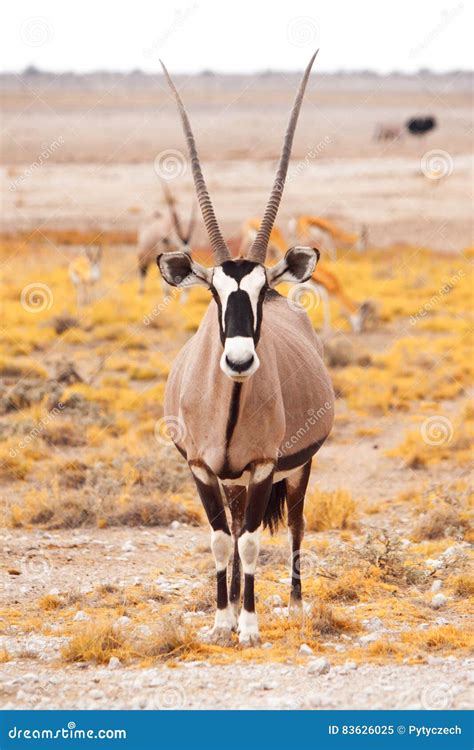 Front View of Gemsbok, Gemsbuck, Oryx Gazella, Antelope. Native To the Kalahari Desert, Namibia ...