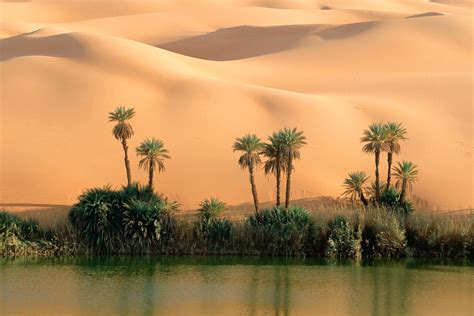 Desert oasis