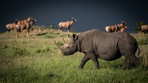 Serengeti Animals (A List of Animals in Serengeti & Photos)