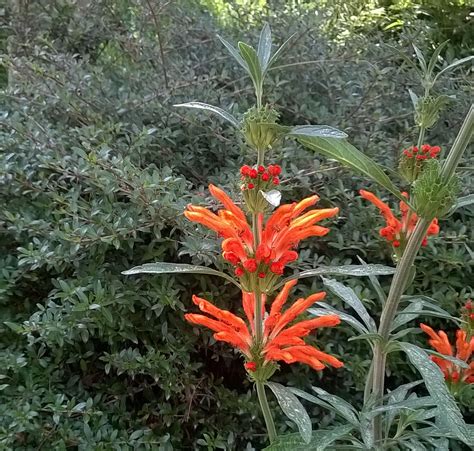 Orange Dried Flowers Leonotis Leonurus | Dried Flower Crafts