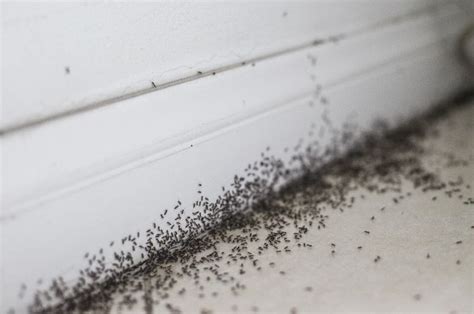 How to Stop Ants from Invading Your Bathroom: Identification and ...