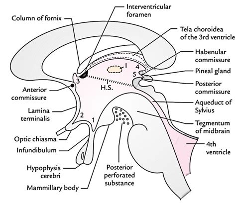 Third Ventricle – Earth's Lab