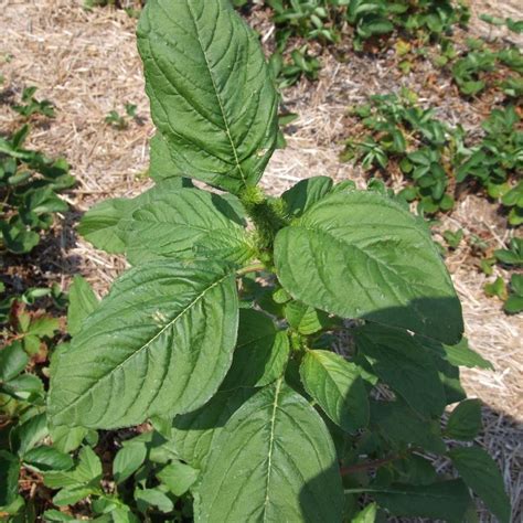 Pigweed Seeds Amaranthus retroflexus 40Seeds in Frozen | Etsy