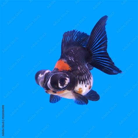 beautiful black moor goldfish Stock Photo | Adobe Stock