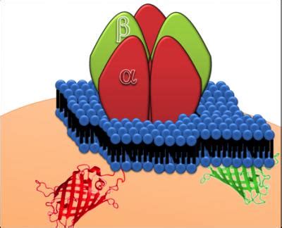 Human Glycine Receptor [IMAGE] | EurekAlert! Science News Releases