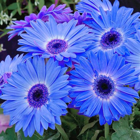 Egrow 100Pcs/Pack Gerbera Daisy Seeds Majorette Blue Halo Fragrant Bellis Flower Seeds Gardening ...