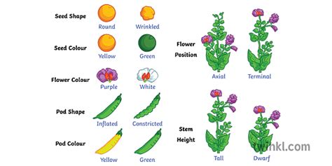 Mendel Pea Traits Diagram Label Plant Variation Science Secondary Illustration