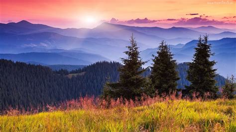 Piękny, Wschód, Słońca, Góry, Lasy, Mgła, Drzewa, Łąka, Ukraina | Paesaggi, Natura, Dipinti