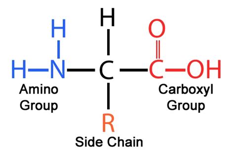 The Astrophysics & Astrochemistry Laboratory: Amino Acids and Their ...