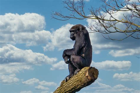 For Africa’s great apes, even ‘best-case’ climate change will decimate habitat