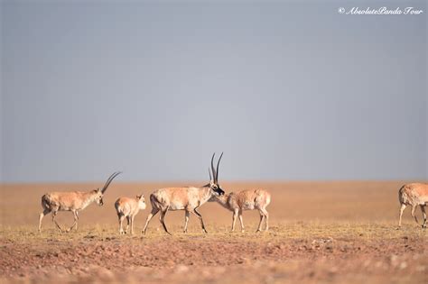 Tibetan Antelope | Wildlife tour, Service trip, Antelope hunting