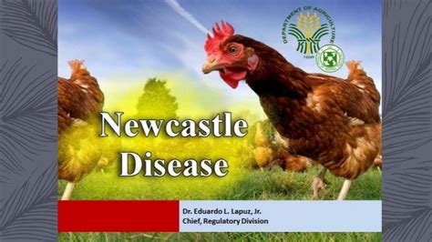 Newcastle disease outbreak in region III by Dr E Lapuz