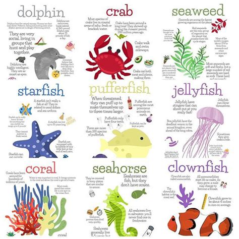 Ocean Animal Fact Posters | Ocean animals preschool, Ocean theme preschool, Ocean kids