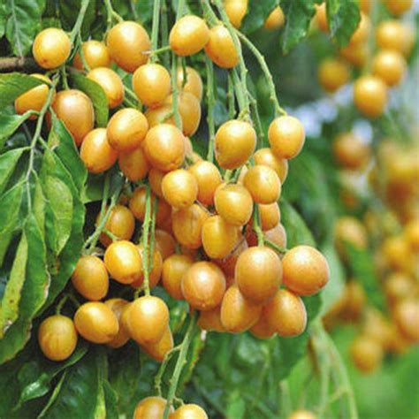 Clausena Lansium & Wampee Seeds – HeYou Seeds