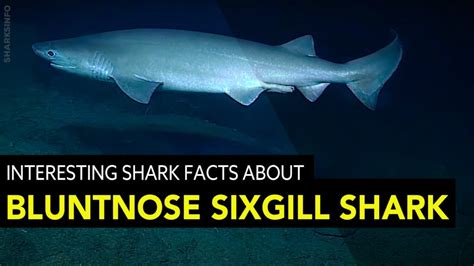 Interesting Shark Facts About The Bluntnose Sixgill - sharksinfo.com