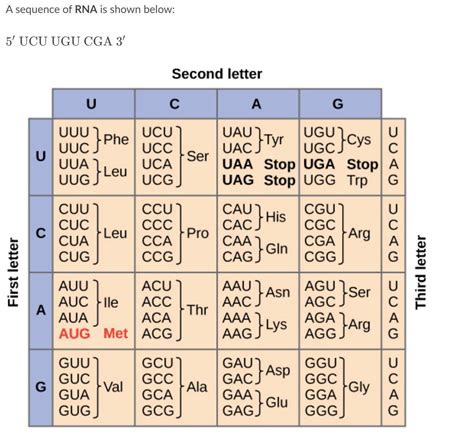 Printable Codon Chart - prntbl.concejomunicipaldechinu.gov.co