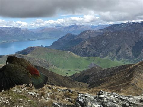 Ben Lomond: A Worthy Queenstown Day Hike – find your peak