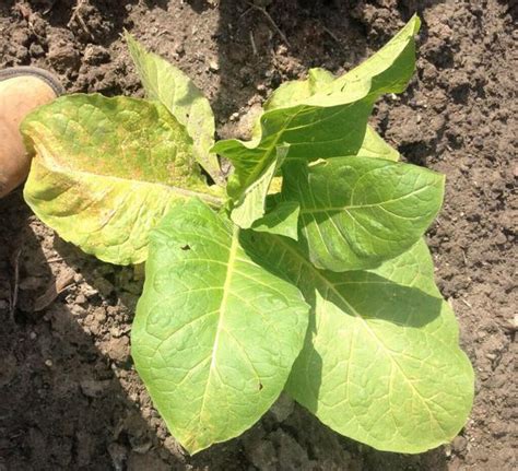 Manganese Deficiency | Tobacco Diagnostic Key | NC State