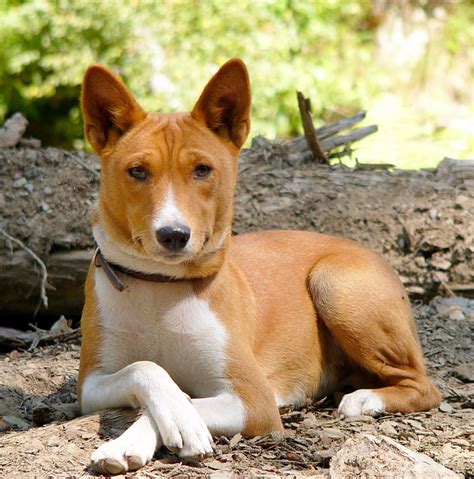 Basenji Breed Guide - Learn about the Basenji.