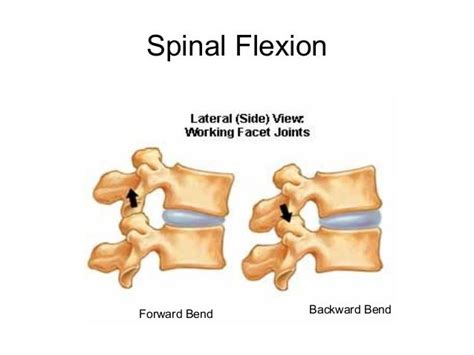 For the Bikers: Demystifying Spinal Flexion and Spinal Extension ...