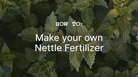 How to make your own free Organic Nettle Fertilizer - Gardenize