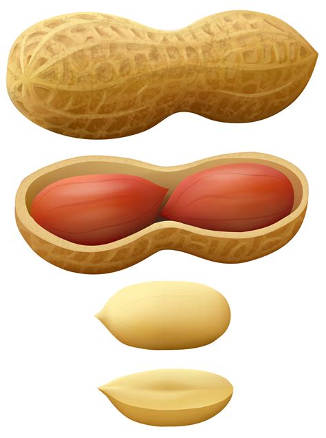 Nuts Clipart | Free download on ClipArtMag