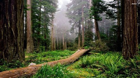 Giant Redwoods National Park