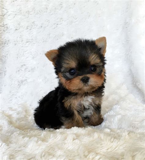 Micro Teacup Yorkshire Terrier Puppy California Breeder | iHeartTeacups