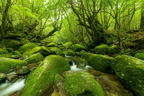 Beautiful forests of the world | loveexploring.com