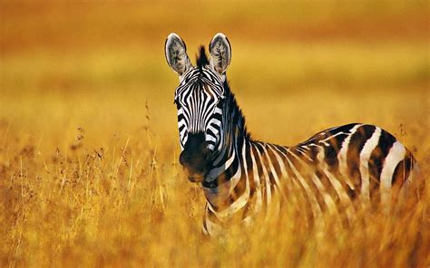 Zebra Full HD Wallpaper and Hintergrund | 1920x1200 | ID:325862