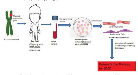 Figure 1 from CRISPR/Cas9 and its Delivery Methods for Duchenne Muscular Dystrophy (DMD) Gene ...