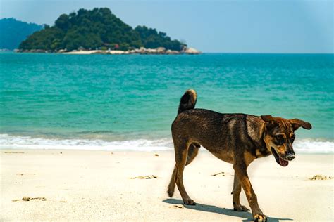 The Best Things to do in Pangkor Island, Malaysia | Worldwide Walkers