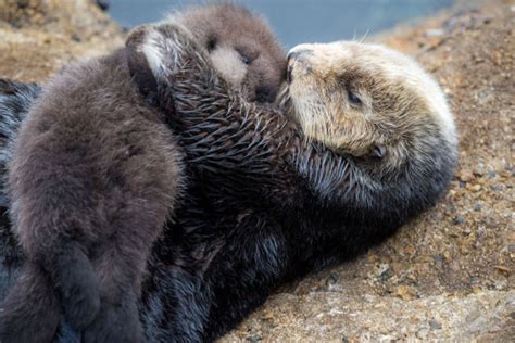 Esta linda nutria bebé durmiendo en la barriga de su mamá es lo ...