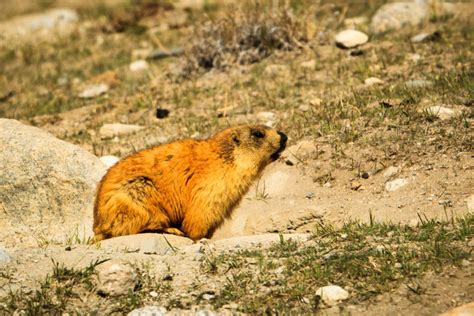 Tajikistan – Wakhan Corridor to the Zorkul National Refuge - WildlifeMoments.de